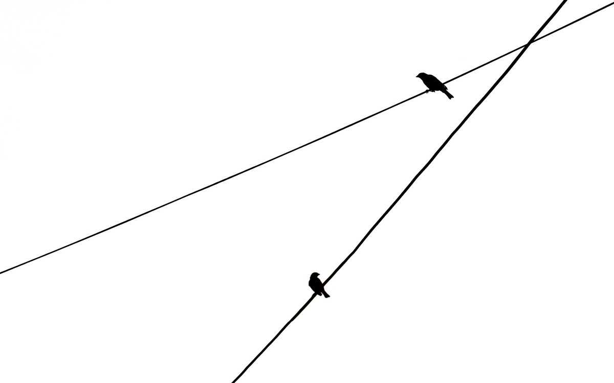 Linear Programming